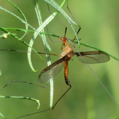 Leptotarsus (Macromastix) costalis (Common Brown Crane Fly) at Molonglo Valley, ACT - 10 Nov 2022 by Christine