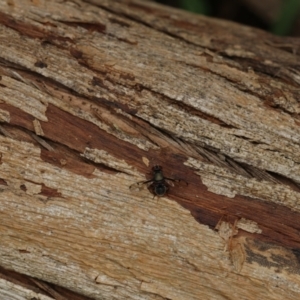 Pogonortalis doclea at Murrumbateman, NSW - 11 Nov 2022 08:58 AM