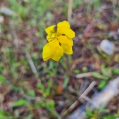 Goodenia pinnatifida (Scrambled Eggs) at Gunning, NSW - 8 Nov 2022 by sduus