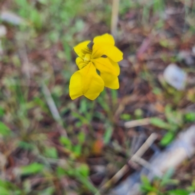 Goodenia pinnatifida (Scrambled Eggs) at Gunning, NSW - 8 Nov 2022 by sduus