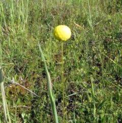 Craspedia variabilis (Common Billy Buttons) at Weetangera, ACT - 8 Nov 2022 by sangio7