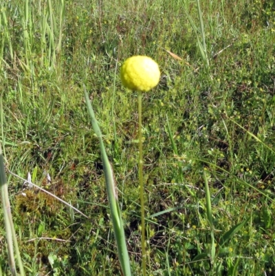 Craspedia variabilis (Common Billy Buttons) at Weetangera, ACT - 9 Nov 2022 by sangio7