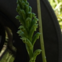 Microtis unifolia (Common Onion Orchid) at Queanbeyan West, NSW - 9 Nov 2022 by Paul4K