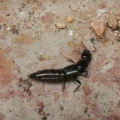 Staphylinidae (family) (Rove beetle) at Queanbeyan, NSW - 11 Nov 2022 by Paul4K