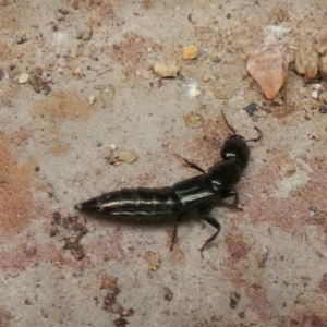 Staphylinidae (family) at Queanbeyan, NSW - 11 Nov 2022