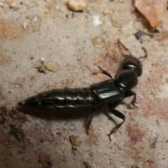 Staphylinidae (family) at Queanbeyan, NSW - suppressed