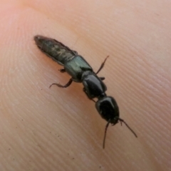 Staphylinidae (family) at Queanbeyan, NSW - suppressed