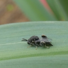 Chalcididae (family) at Queanbeyan, NSW - 11 Nov 2022