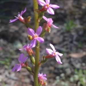 Stylidium sp. at Wamboin, NSW - 9 Nov 2020 04:23 PM