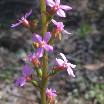 Stylidium sp. (Trigger Plant) at Wamboin, NSW - 9 Nov 2020 by Devesons
