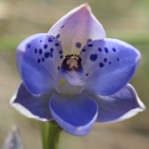 Thelymitra juncifolia at Gundaroo, NSW - 9 Nov 2022