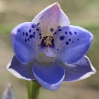 Thelymitra juncifolia (Dotted Sun Orchid) at MTR591 at Gundaroo - 9 Nov 2022 by MaartjeSevenster