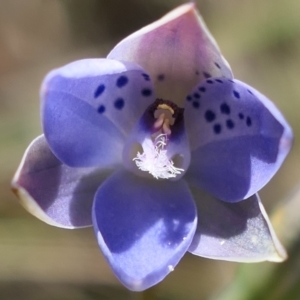 Thelymitra juncifolia at Gundaroo, NSW - 9 Nov 2022