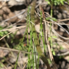 Thelymitra juncifolia at Gundaroo, NSW - 9 Nov 2022