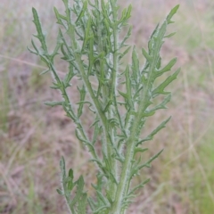 Senecio bathurstianus (Rough Fireweed) at Michelago, NSW - 11 Oct 2022 by michaelb