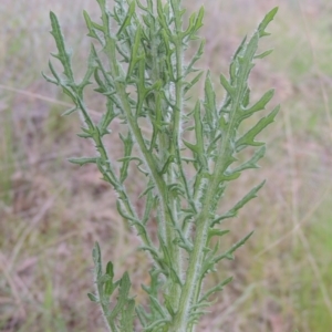 Senecio bathurstianus at Michelago, NSW - 11 Oct 2022