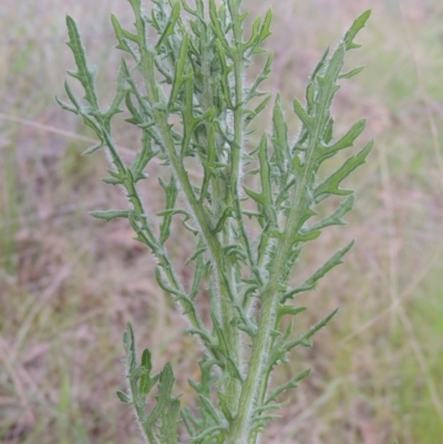 Senecio bathurstianus (Rough Fireweed) at Michelago, NSW - 11 Oct 2022 by MichaelBedingfield