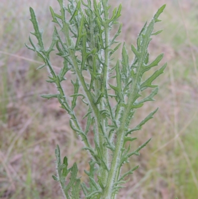 Senecio bathurstianus (Rough Fireweed) at Michelago, NSW - 11 Oct 2022 by michaelb