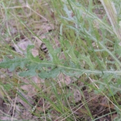 Senecio bathurstianus at Michelago, NSW - 11 Oct 2022