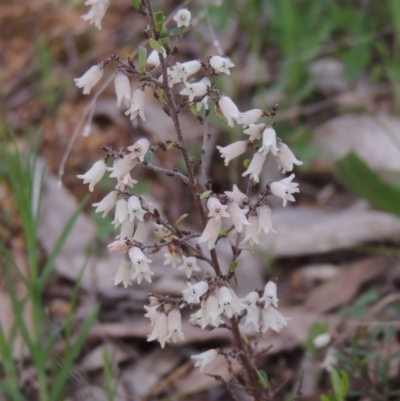 Cryptandra amara (Bitter Cryptandra) at Michelago, NSW - 11 Oct 2022 by MichaelBedingfield