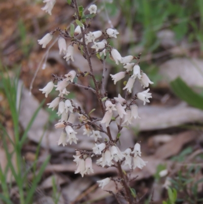 Cryptandra amara (Bitter Cryptandra) at Michelago, NSW - 11 Oct 2022 by michaelb