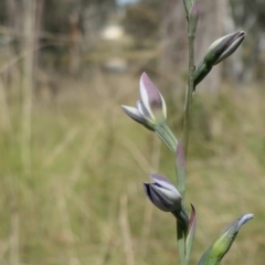 Thelymitra juncifolia (Dotted Sun Orchid) at Gundaroo, NSW - 8 Nov 2022 by MaartjeSevenster