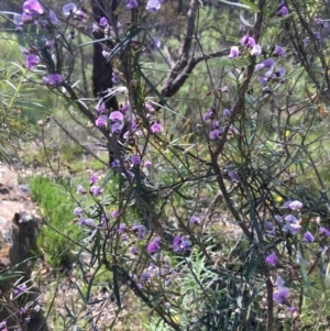 Glycine clandestina at Wamboin, NSW - 19 Oct 2020