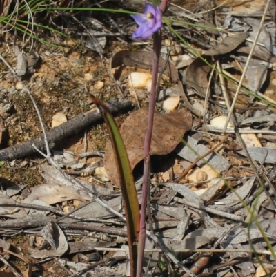 Thelymitra brevifolia (Short-leaf Sun Orchid) at MTR591 at Gundaroo - 5 Nov 2022 by MaartjeSevenster