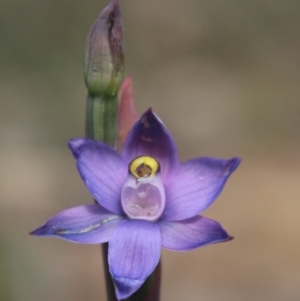 Thelymitra brevifolia at Gundaroo, NSW - 6 Nov 2022