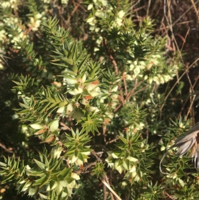 Melichrus urceolatus (Urn Heath) at Wamboin, NSW - 22 Jul 2021 by Devesons