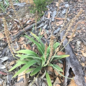 Plantago varia at Wamboin, NSW - 5 Jan 2021 04:34 PM