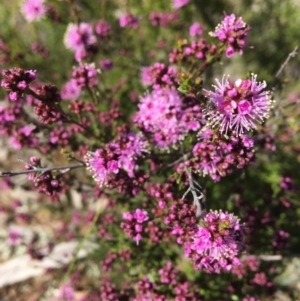 Kunzea parvifolia at Wamboin, NSW - 8 Nov 2020