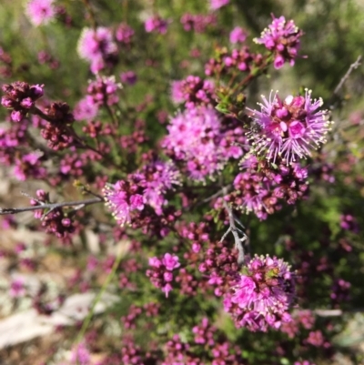 Kunzea parvifolia (Violet Kunzea) at Wamboin, NSW - 8 Nov 2020 by Devesons