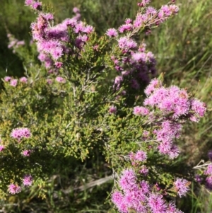 Kunzea parvifolia at Wamboin, NSW - 8 Nov 2020