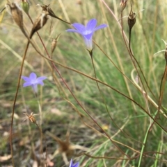 Wahlenbergia capillaris (Tufted Bluebell) at Wamboin, NSW - 8 Nov 2020 by Devesons