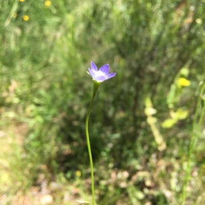 Wahlenbergia sp. (Bluebell) at Wamboin, NSW - 11 Nov 2020 by Devesons