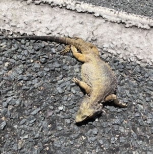 Pogona barbata at O'Connor, ACT - 10 Nov 2022