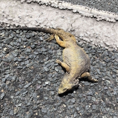 Pogona barbata (Eastern Bearded Dragon) at O'Connor, ACT - 10 Nov 2022 by jgiacon