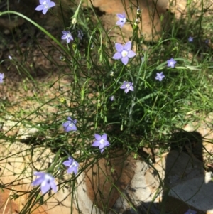 Wahlenbergia sp. at Wamboin, NSW - 18 Nov 2020