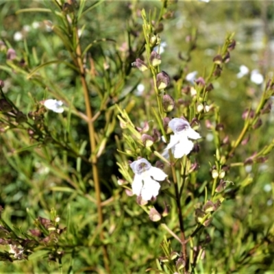 Prostanthera nivea (Snowy Mint-bush) at Central Tilba, NSW - 8 Nov 2022 by plants
