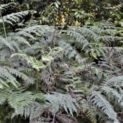 Hypolepis glandulifera (Downy Ground Fern) at Central Tilba, NSW - 8 Nov 2022 by plants