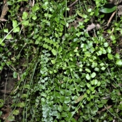 Asplenium flabellifolium (Necklace Fern) at Central Tilba, NSW - 8 Nov 2022 by plants