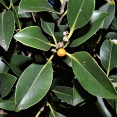 Ficus obliqua (Small-leaved Fig) at Central Tilba, NSW - 8 Nov 2022 by plants