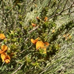 Pultenaea procumbens (Bush Pea) at Tidbinbilla Nature Reserve - 10 Nov 2022 by Pirom