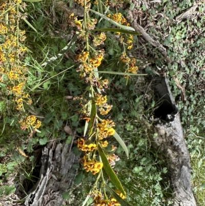 Daviesia mimosoides subsp. mimosoides at Hackett, ACT - 30 Oct 2022 by Pirom