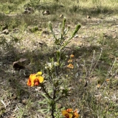 Dillwynia sericea (Egg And Bacon Peas) at Hackett, ACT - 30 Oct 2022 by Pirom