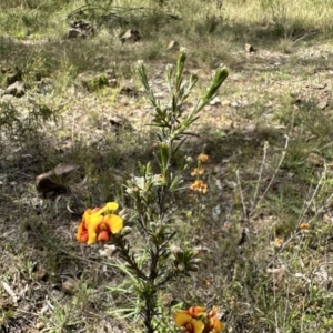 Dillwynia sericea at Hackett, ACT - 30 Oct 2022 11:16 AM