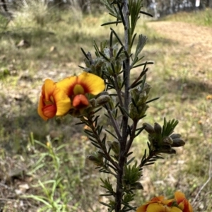 Dillwynia sericea at Hackett, ACT - 30 Oct 2022 11:16 AM