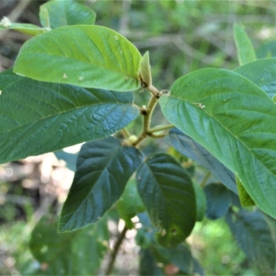 Alphitonia excelsa (Red Ash) at Central Tilba, NSW - 8 Nov 2022 by plants