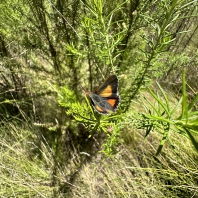 Paralucia aurifera (Bright Copper) at Tidbinbilla Nature Reserve - 10 Nov 2022 by Pirom